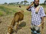 india-goat-farmer